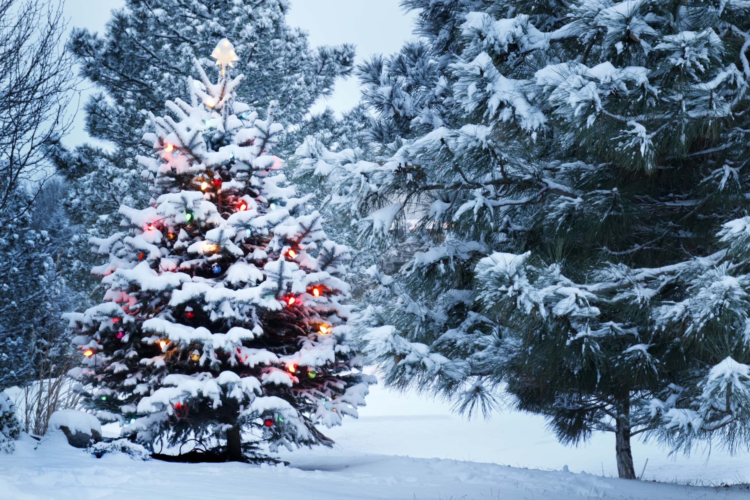 Recycle jouw kerstboom! GP Groot inzameling